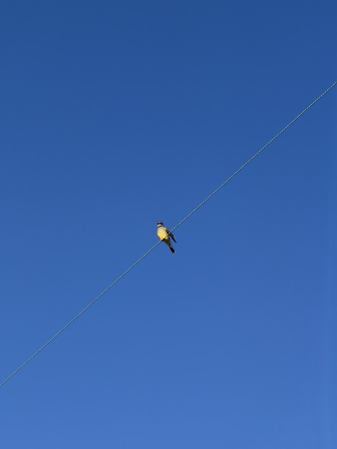 /posts/bird-on-a-wire/featured-image-preview.jpeg
