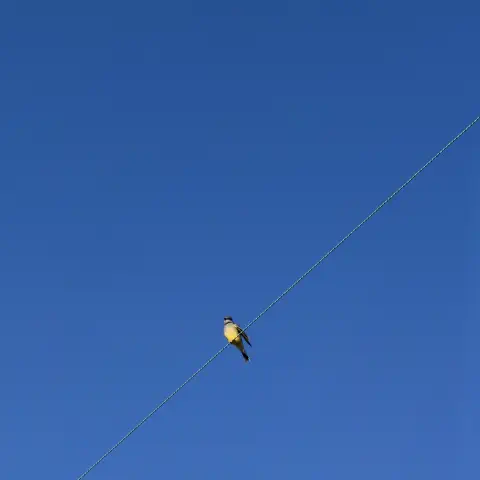 A yellow-bellied bird (looks like a Western Kingbird) perched on a wire slicing diagonally across an impossibly blue, cloudless sky.