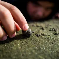Hermit Crab