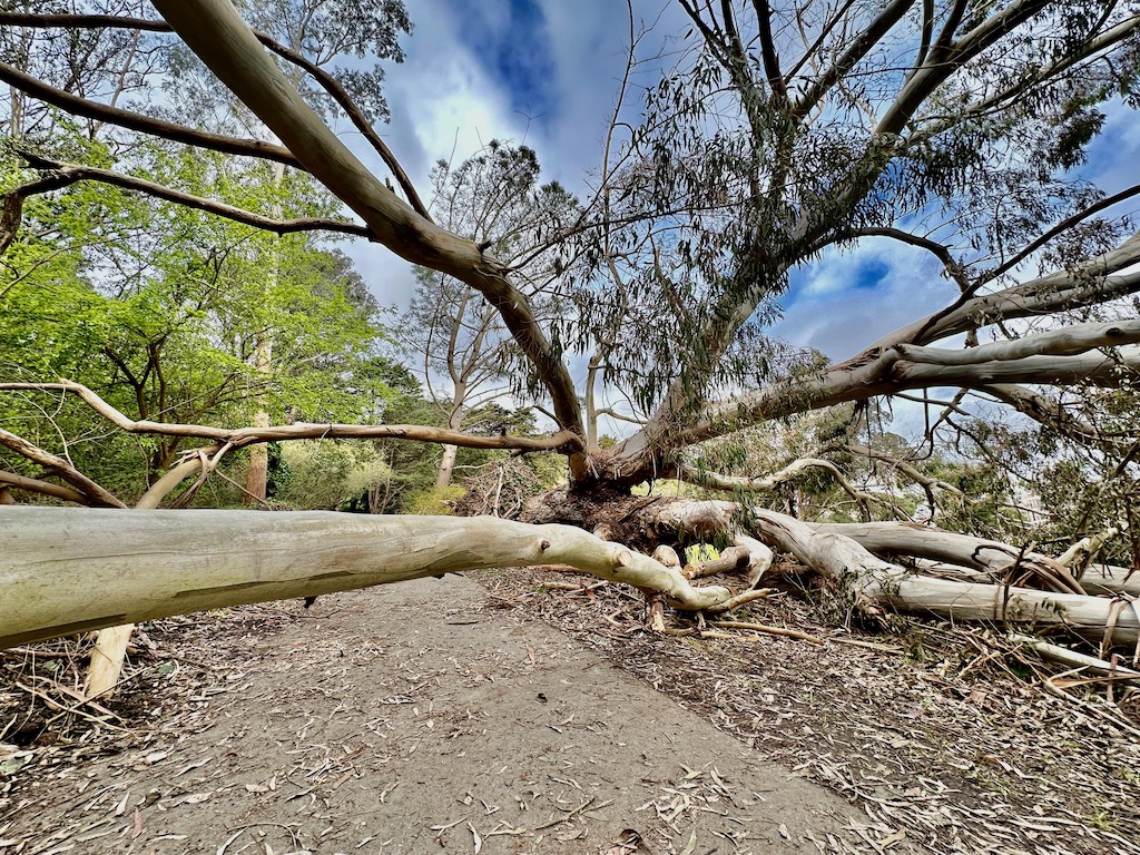 /posts/mclaren-park-downed-tree/featured-image.jpeg