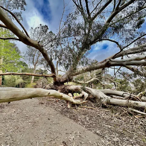 We’ve seen a lot of intense winter storms in San Francisco this year. The rain has kept the ground soft and the heavy wind has taken down a lot of trees. In McLaren Park, several of the trees have fallen over the Philosopher’s Way trail.