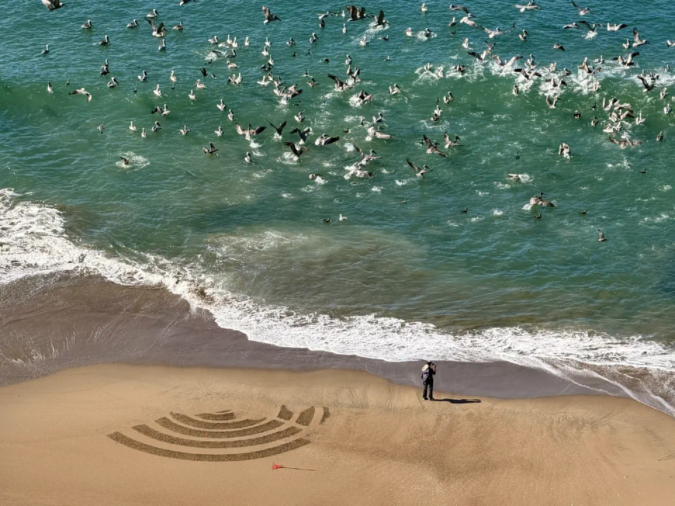 Overhead view of Ocean Beach: a flock of pelicans diving and floating in green surf, a lone person standing at the waterline, and concentric arcs raked into the sand.